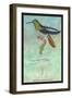 Hummingbird: Trochilus Recurvirostris-Sir William Jardine-Framed Art Print