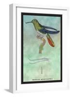 Hummingbird: Trochilus Recurvirostris-Sir William Jardine-Framed Art Print