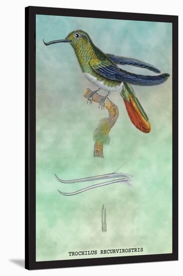 Hummingbird: Trochilus Recurvirostris-Sir William Jardine-Stretched Canvas