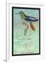 Hummingbird: Trochilus Recurvirostris-Sir William Jardine-Framed Art Print