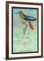 Hummingbird: Trochilus Recurvirostris-Sir William Jardine-Framed Art Print