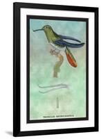 Hummingbird: Trochilus Recurvirostris-Sir William Jardine-Framed Art Print