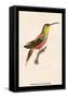 Hummingbird: Trochilus Rufigaster-Sir William Jardine-Framed Stretched Canvas