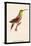 Hummingbird: Trochilus Rufigaster-Sir William Jardine-Stretched Canvas