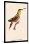 Hummingbird: Trochilus Rufigaster-Sir William Jardine-Stretched Canvas