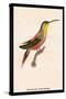 Hummingbird: Trochilus Rufigaster-Sir William Jardine-Stretched Canvas