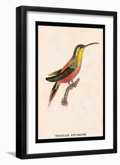 Hummingbird: Trochilus Rufigaster-Sir William Jardine-Framed Art Print