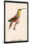 Hummingbird: Trochilus Rufigaster-Sir William Jardine-Mounted Art Print