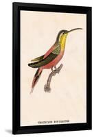 Hummingbird: Trochilus Rufigaster-Sir William Jardine-Framed Art Print