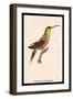 Hummingbird: Trochilus Rufigaster-Sir William Jardine-Framed Art Print