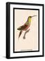 Hummingbird: Trochilus Rufigaster-Sir William Jardine-Framed Art Print