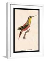 Hummingbird: Trochilus Rufigaster-Sir William Jardine-Framed Art Print