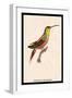 Hummingbird: Trochilus Rufigaster-Sir William Jardine-Framed Art Print