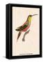 Hummingbird: Trochilus Rufigaster-Sir William Jardine-Framed Stretched Canvas