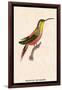 Hummingbird: Trochilus Rufigaster-Sir William Jardine-Framed Art Print