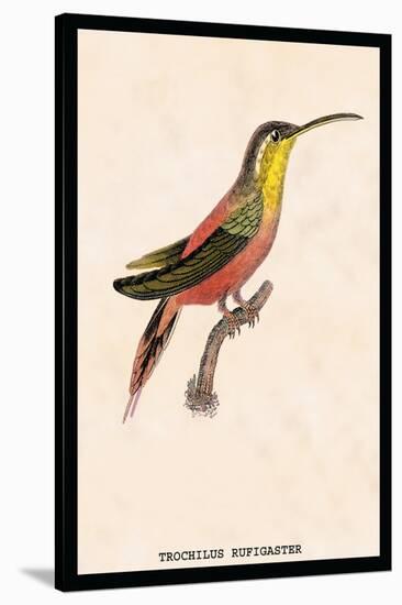 Hummingbird: Trochilus Rufigaster-Sir William Jardine-Stretched Canvas