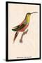 Hummingbird: Trochilus Rufigaster-Sir William Jardine-Stretched Canvas