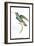 Hummingbird: Trochilus Saphirinus-Sir William Jardine-Framed Art Print