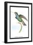 Hummingbird: Trochilus Saphirinus-Sir William Jardine-Framed Art Print
