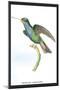 Hummingbird: Trochilus Saphirinus-Sir William Jardine-Mounted Art Print