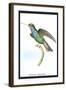 Hummingbird: Trochilus Saphirinus-Sir William Jardine-Framed Art Print