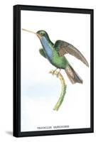 Hummingbird: Trochilus Saphirinus-Sir William Jardine-Framed Stretched Canvas