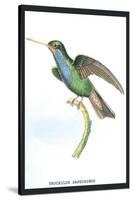 Hummingbird: Trochilus Saphirinus-Sir William Jardine-Stretched Canvas