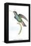 Hummingbird: Trochilus Saphirinus-Sir William Jardine-Framed Stretched Canvas