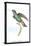 Hummingbird: Trochilus Saphirinus-Sir William Jardine-Stretched Canvas