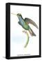 Hummingbird: Trochilus Saphirinus-Sir William Jardine-Framed Stretched Canvas