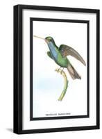 Hummingbird: Trochilus Saphirinus-Sir William Jardine-Framed Art Print