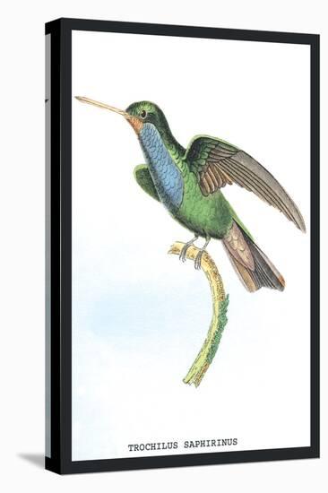 Hummingbird: Trochilus Saphirinus-Sir William Jardine-Stretched Canvas