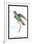 Hummingbird: Trochilus Saphirinus-Sir William Jardine-Framed Art Print