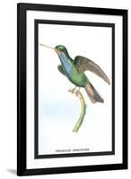 Hummingbird: Trochilus Saphirinus-Sir William Jardine-Framed Art Print