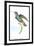 Hummingbird: Trochilus Saphirinus-Sir William Jardine-Framed Art Print