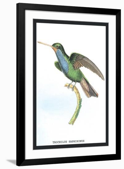 Hummingbird: Trochilus Saphirinus-Sir William Jardine-Framed Art Print