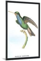 Hummingbird: Trochilus Saphirinus-Sir William Jardine-Mounted Art Print