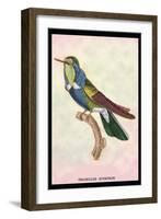 Hummingbird: Trochilus Scuataus-Sir William Jardine-Framed Art Print