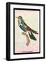 Hummingbird: Trochilus Scuataus-Sir William Jardine-Framed Art Print