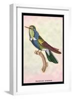 Hummingbird: Trochilus Scuataus-Sir William Jardine-Framed Art Print