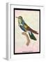 Hummingbird: Trochilus Scuataus-Sir William Jardine-Framed Art Print