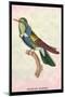 Hummingbird: Trochilus Scuataus-Sir William Jardine-Mounted Art Print