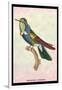 Hummingbird: Trochilus Scuataus-Sir William Jardine-Framed Art Print