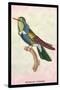 Hummingbird: Trochilus Scuataus-Sir William Jardine-Stretched Canvas