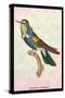 Hummingbird: Trochilus Scuataus-Sir William Jardine-Stretched Canvas