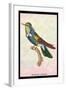 Hummingbird: Trochilus Scuataus-Sir William Jardine-Framed Art Print