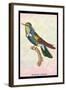 Hummingbird: Trochilus Scuataus-Sir William Jardine-Framed Art Print