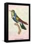 Hummingbird: Trochilus Scuataus-Sir William Jardine-Framed Stretched Canvas