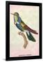 Hummingbird: Trochilus Scuataus-Sir William Jardine-Framed Art Print