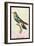 Hummingbird: Trochilus Scuataus-Sir William Jardine-Framed Art Print